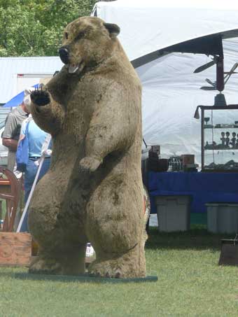 Bear